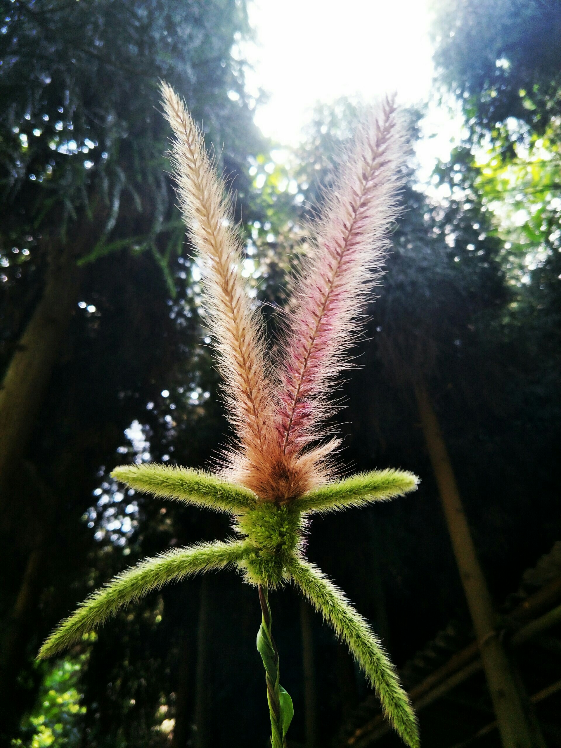 毛毛草编小兔!_帖子_oppo手机官方社区