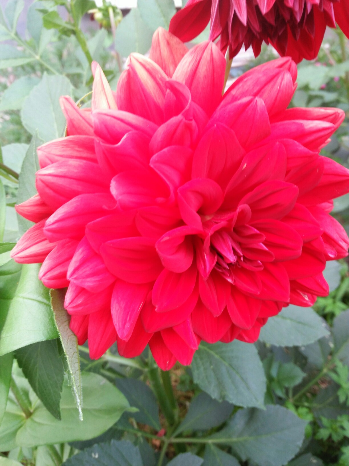 大红冠花,四季花,百合花,一品红等储花向友平安问好.