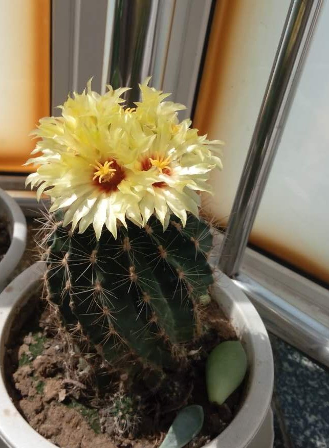 仙人球开了五朵小黄花