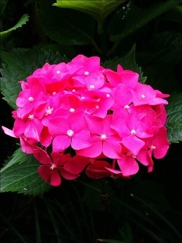 红包绣球花_帖子_oppo手机官方社区