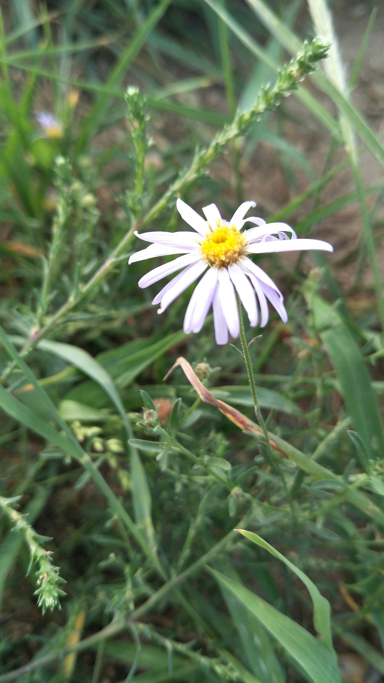 无名草!无名花!