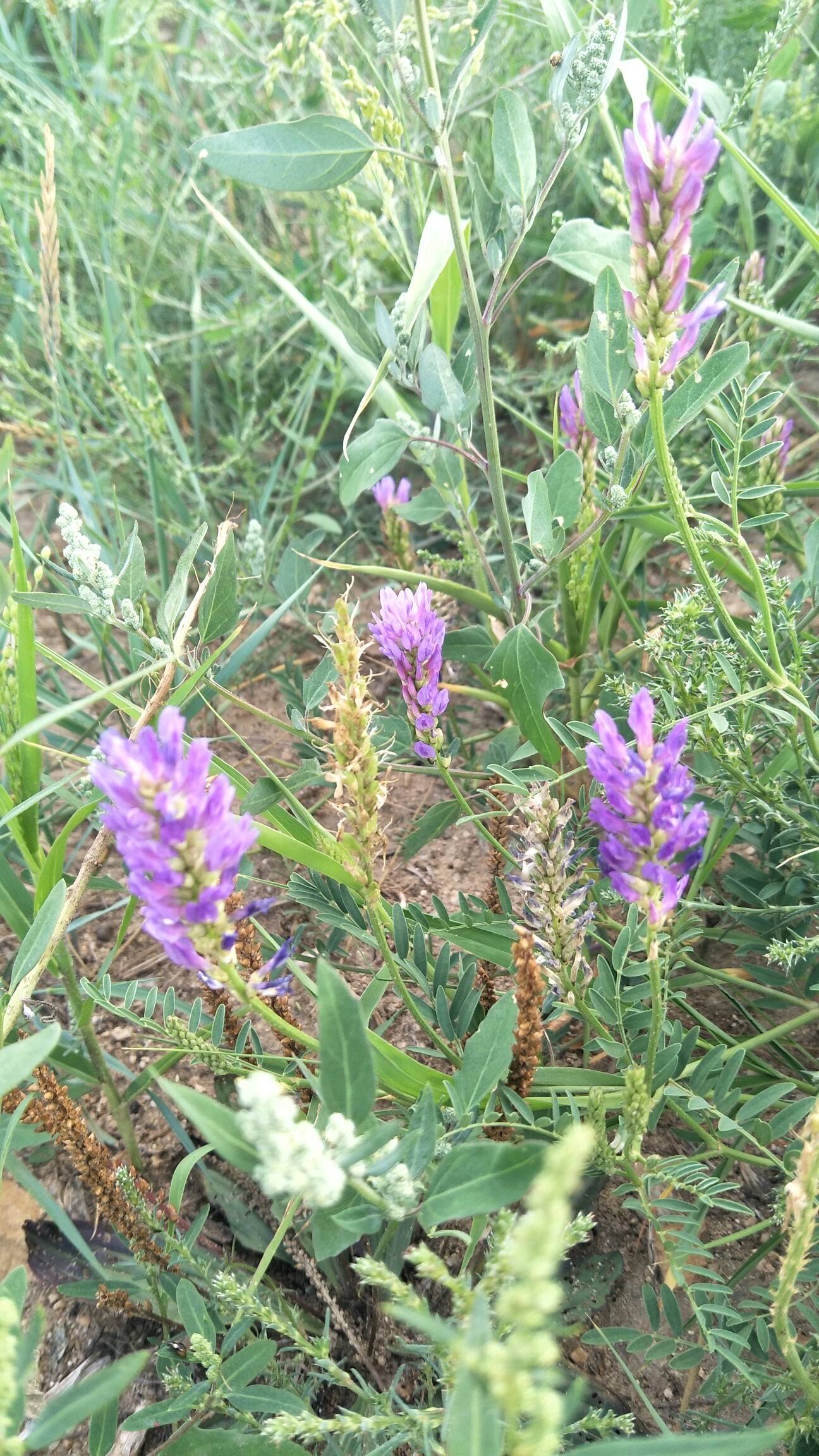 无名草!无名花!