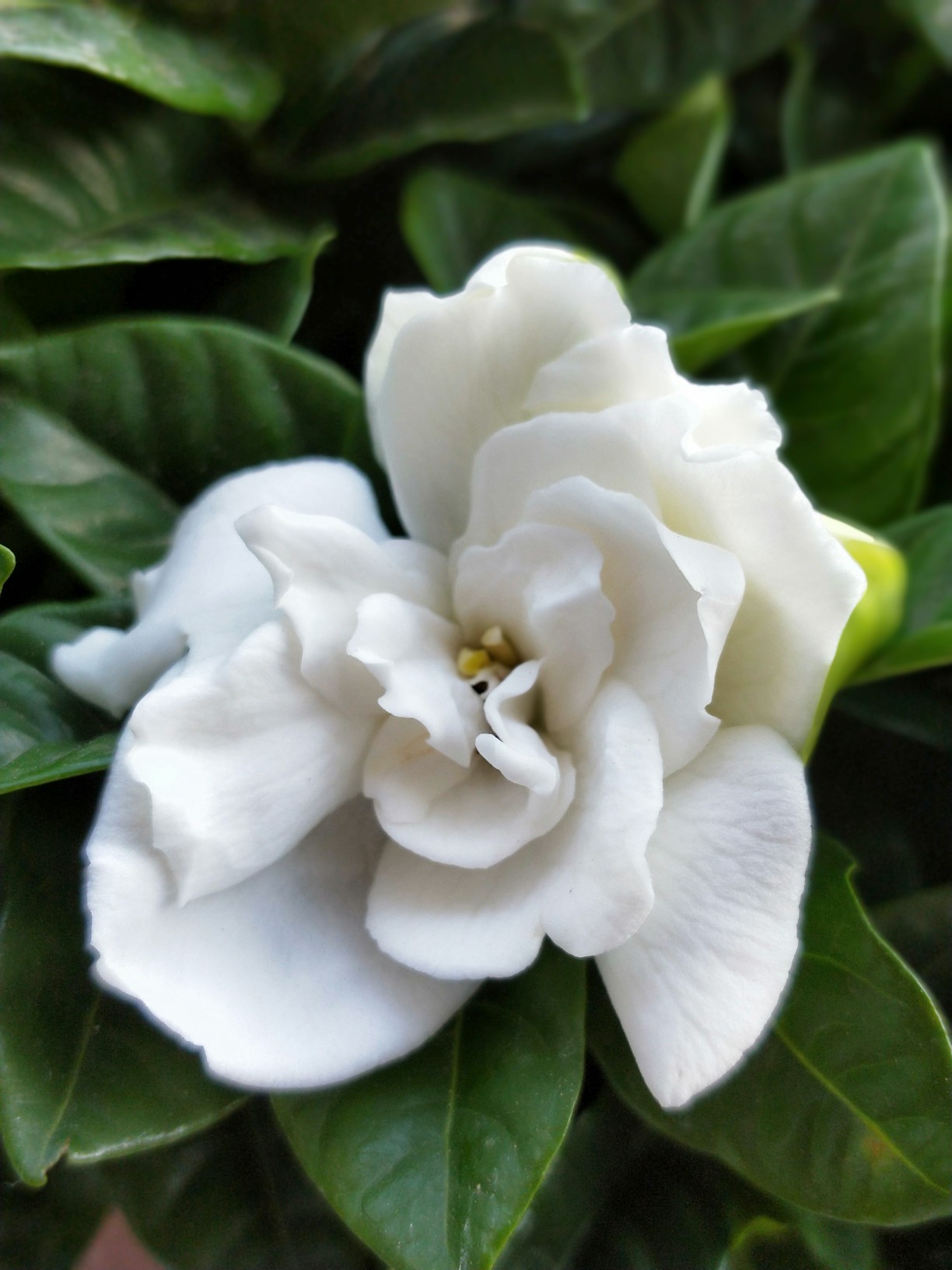 第一次看见栀子花开,真的好白 纯洁.