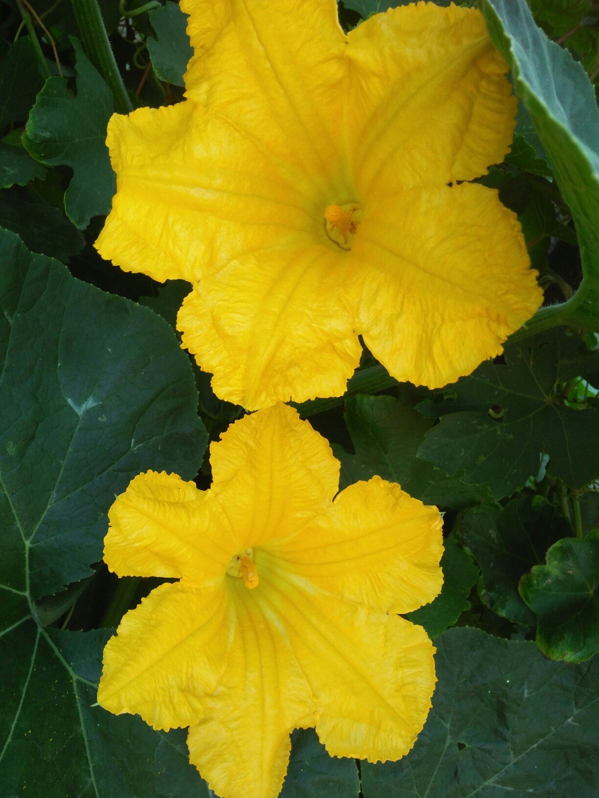 双双盛开的北瓜花