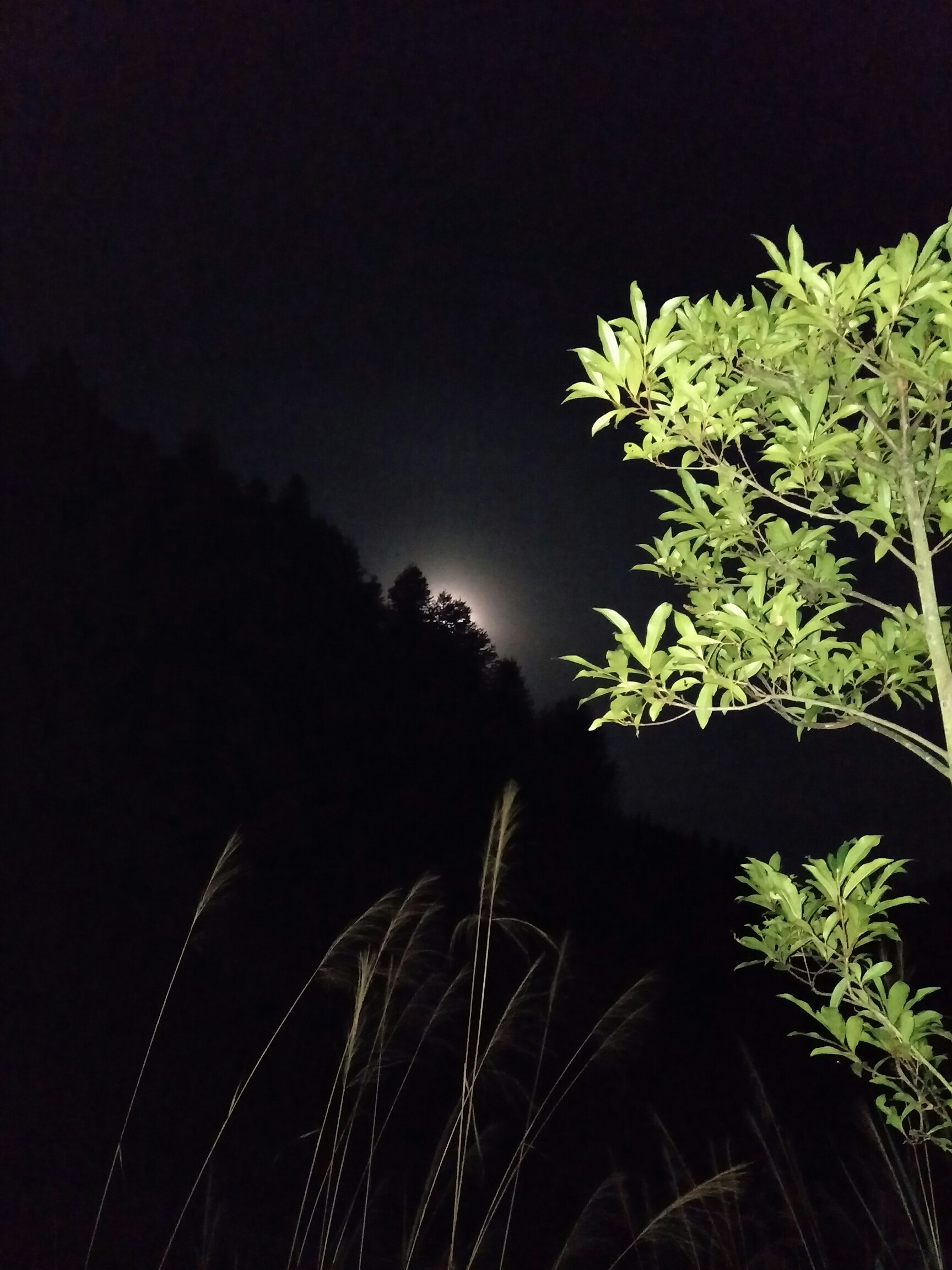 初升的月亮