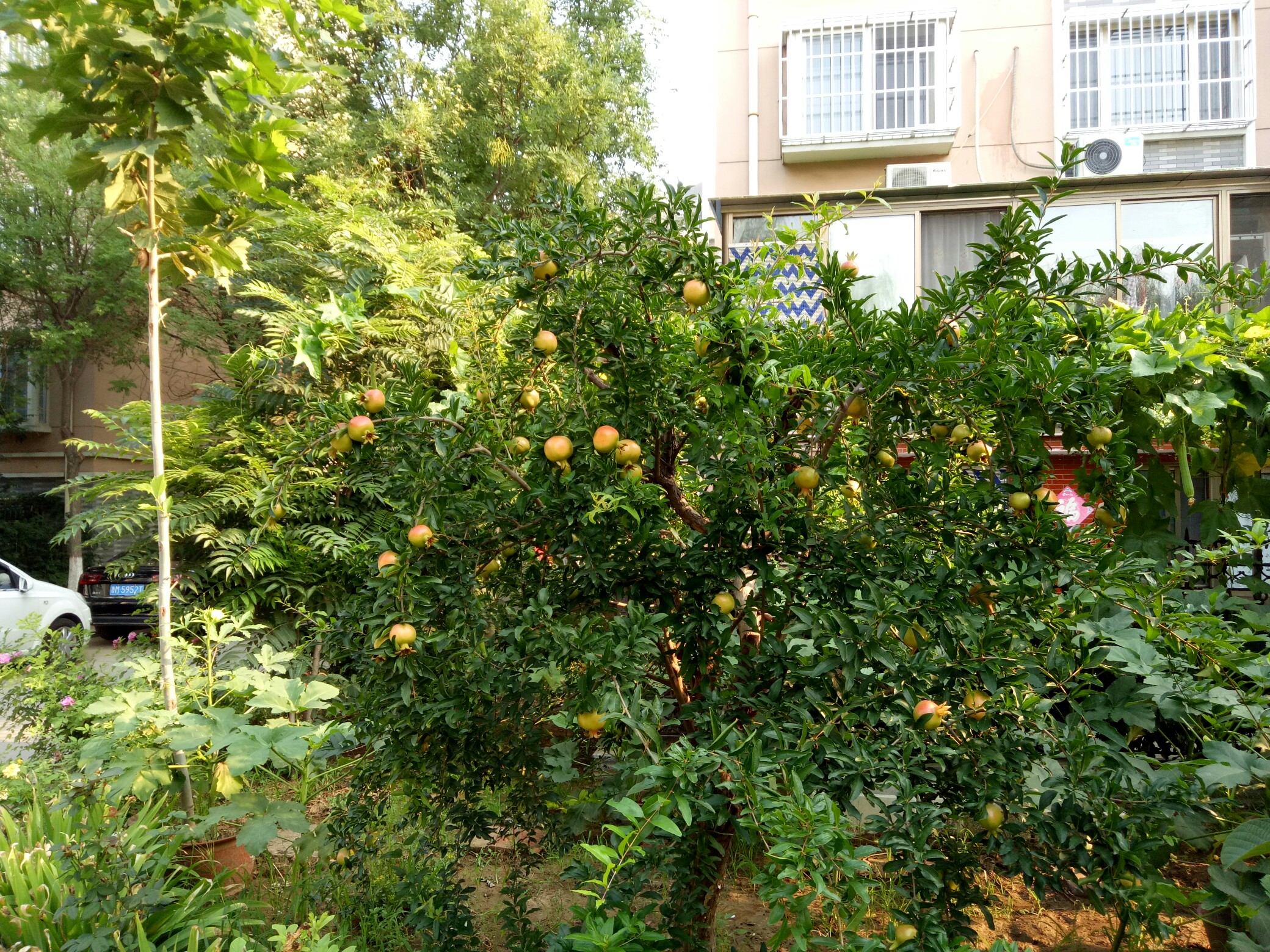 小区里的自家种的果树,果实累累.