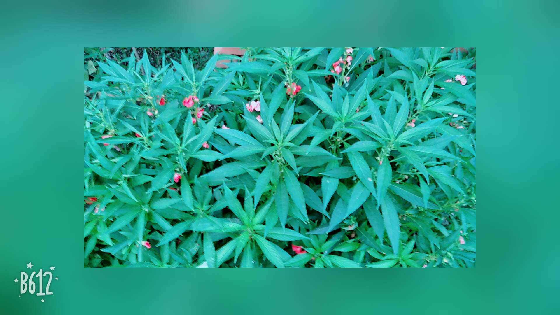 r11#_帖子_oppo手机官方社区