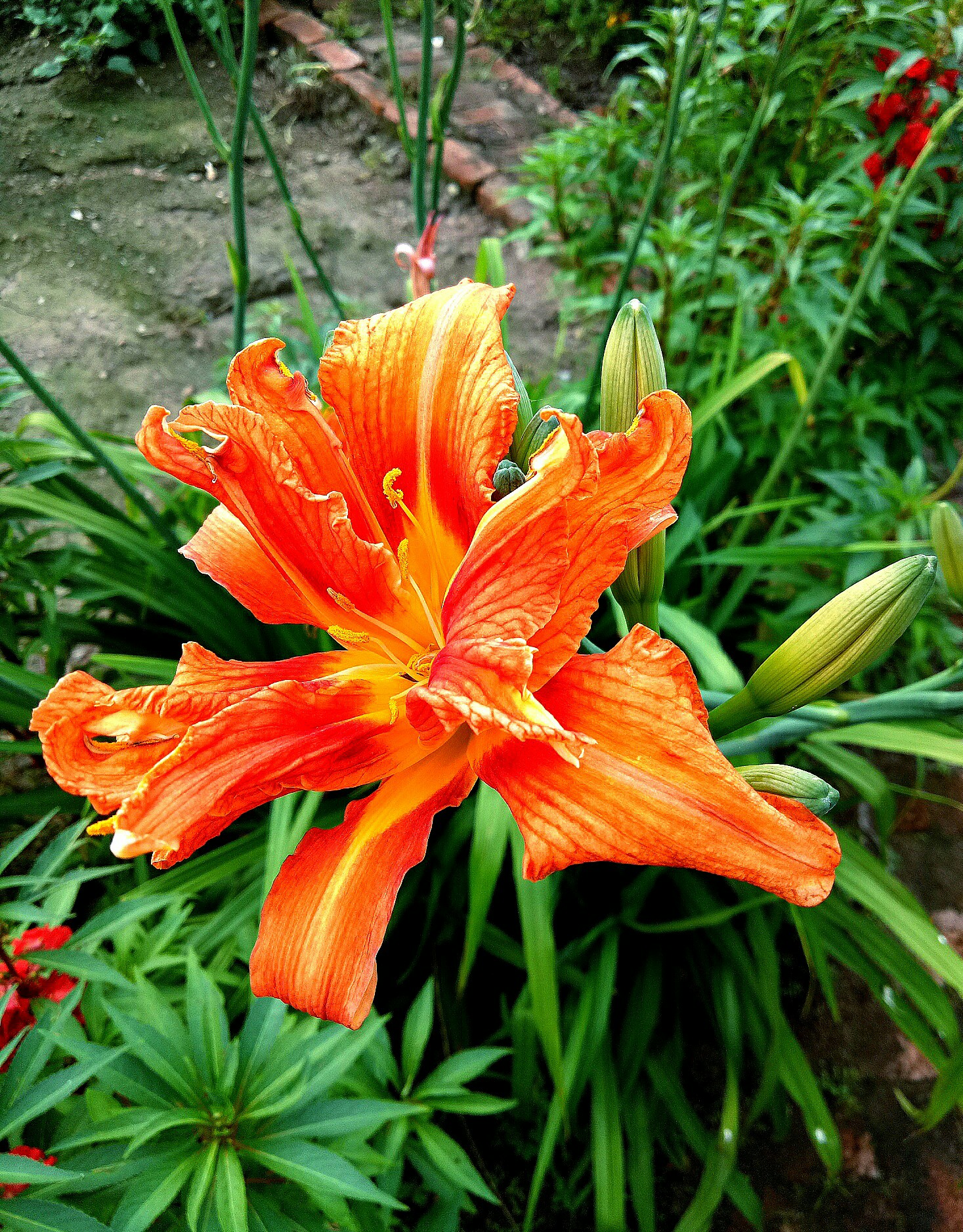 九月你好##植物日记##用手机记录生活#花集锦九