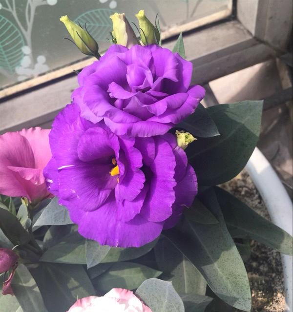 盆栽紫色洋桔梗花_帖子_oppo手机官方社区