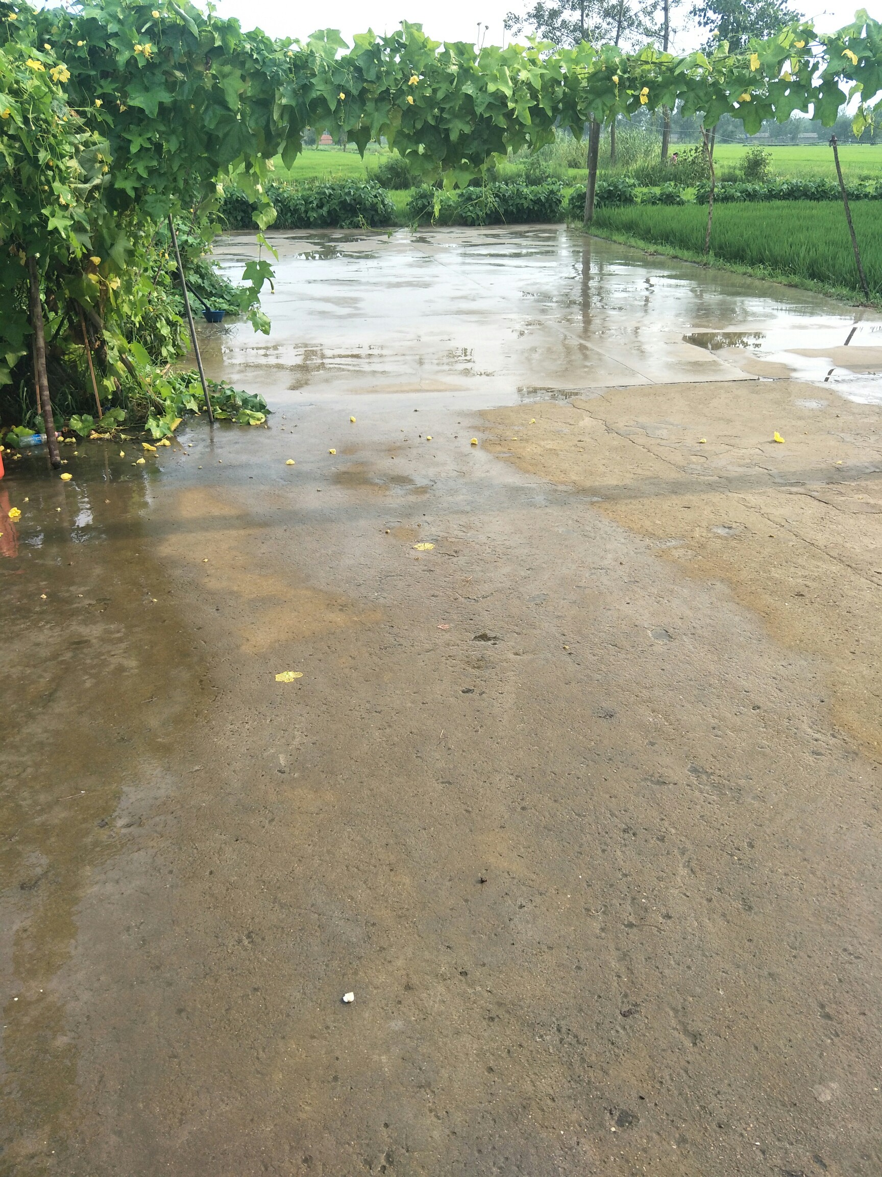 oppo 下雨后的太阳