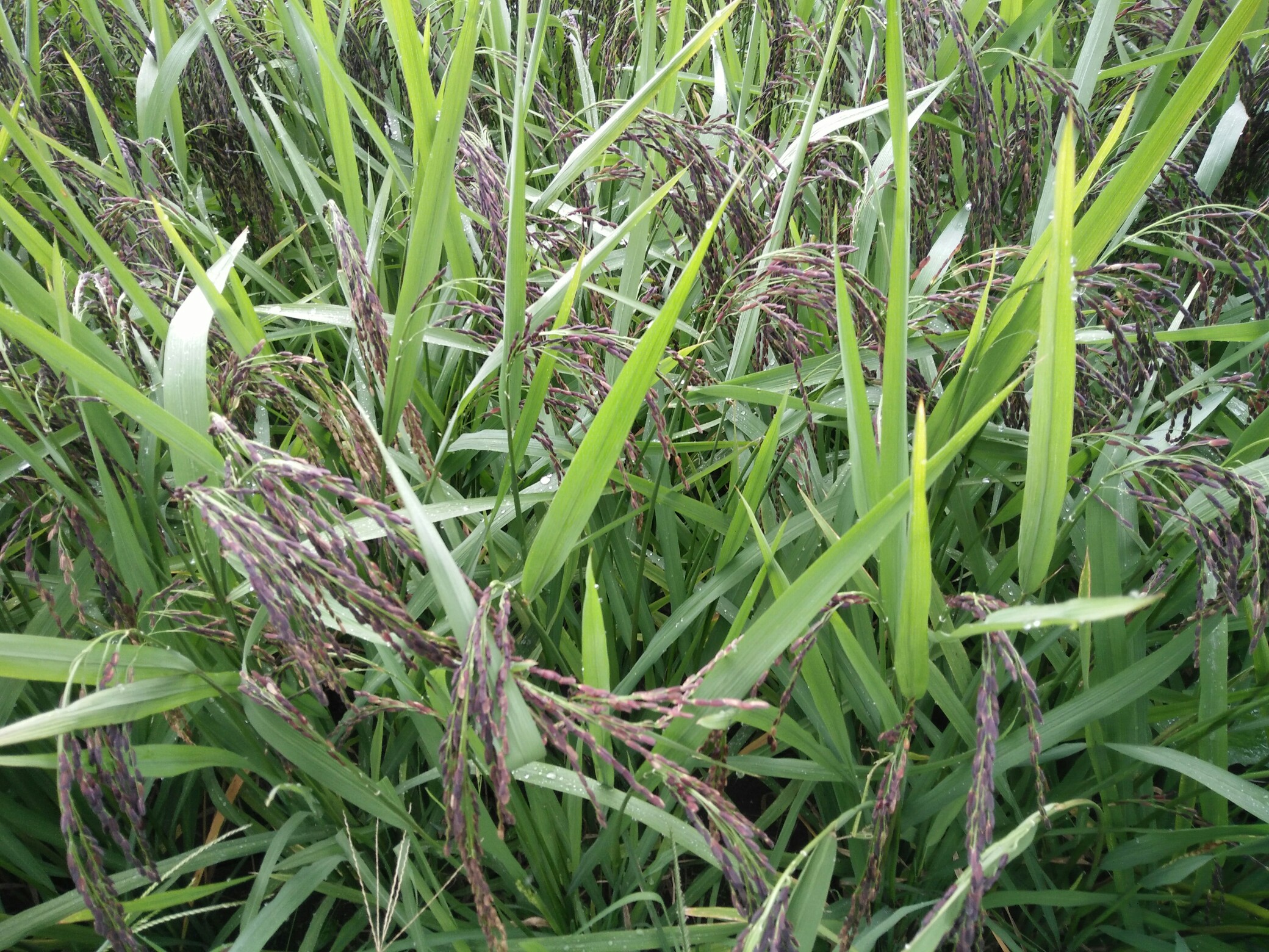 黑糯米长的真好