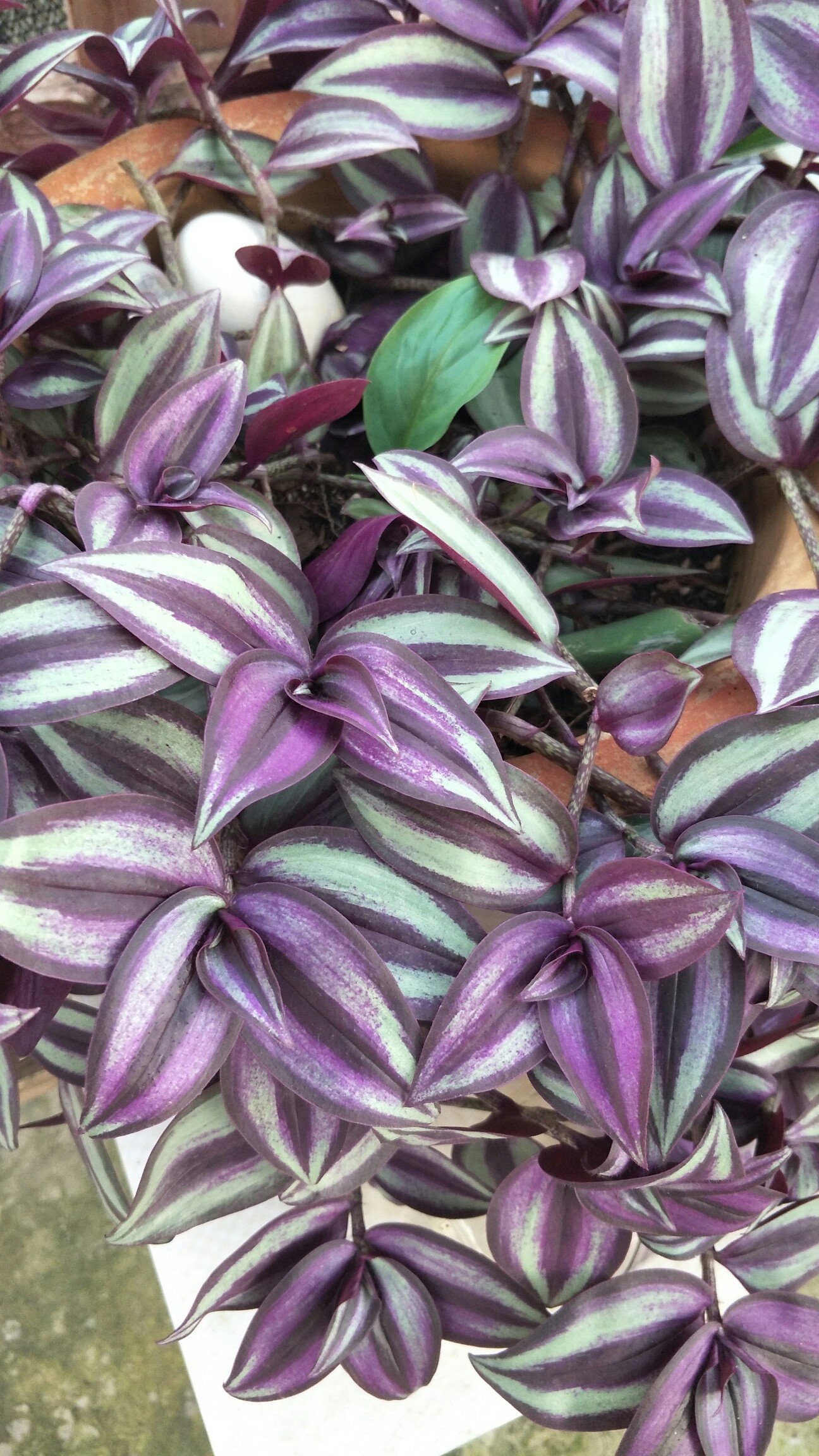 与青春合拍#漂亮的吊竹梅.