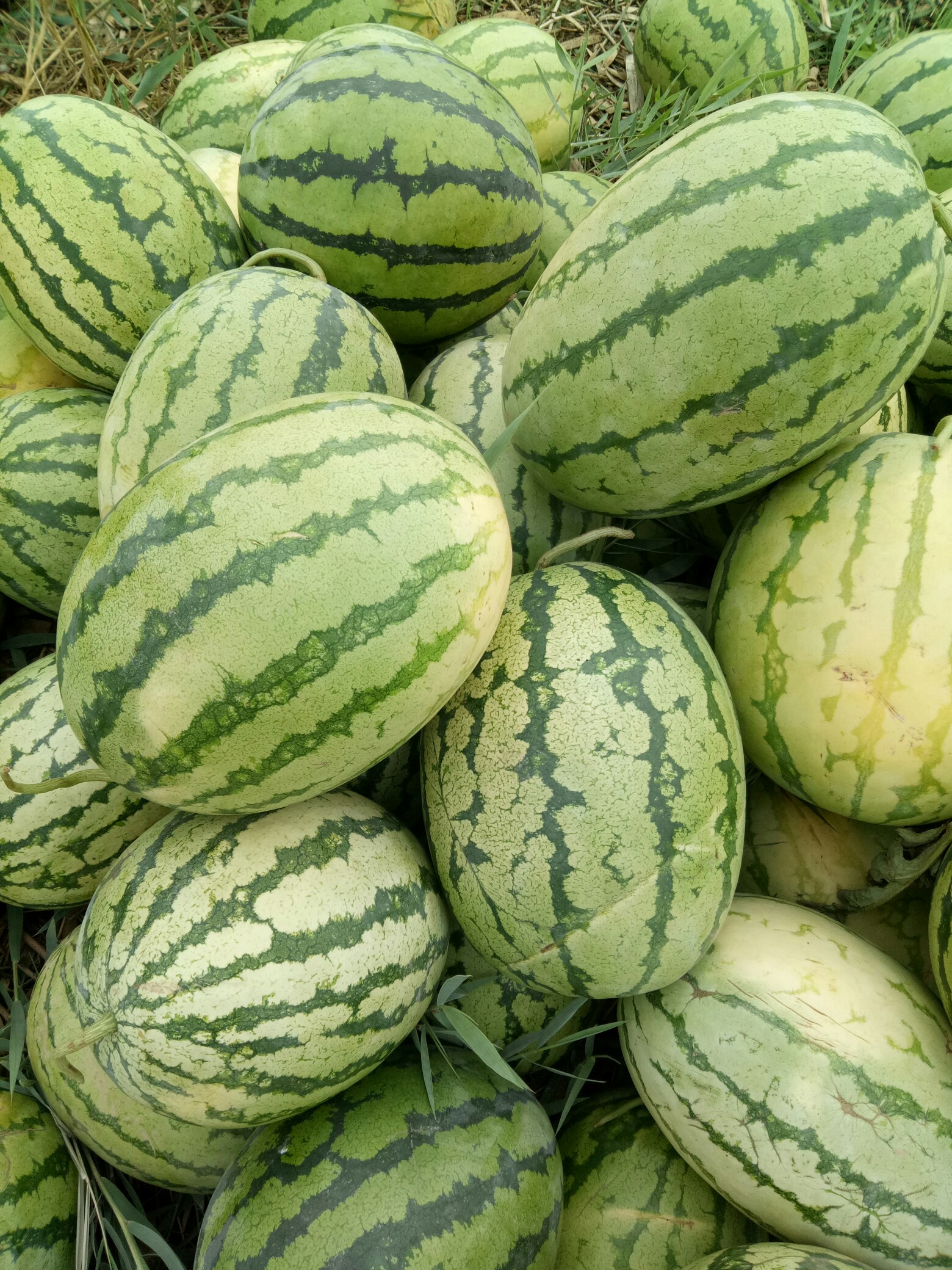 秋日私语#大西瓜