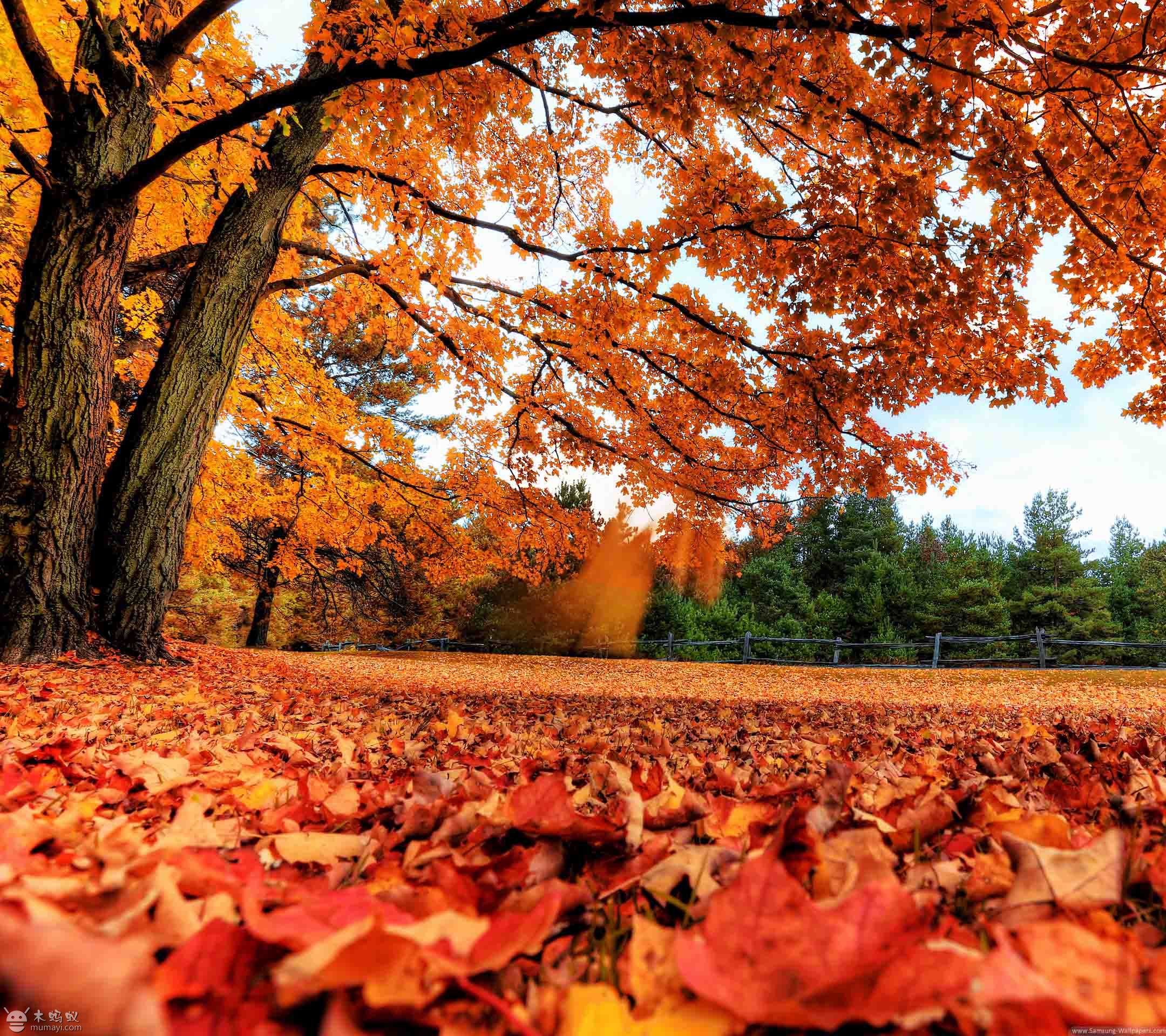 炎炎夏日已经离我们而去,凉爽的秋天已经到来