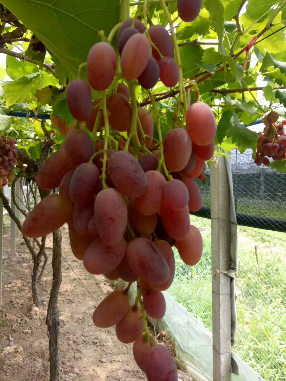 水果控##八月你好#友友们来余姚吃葡萄!70_帖子_oppo手机官方社区