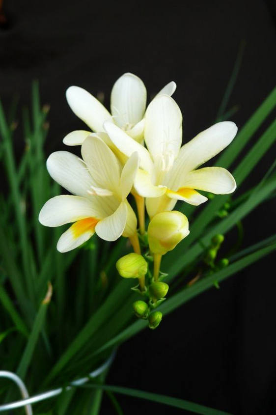 春风十里不如你#纯白如雪,清幽似兰的香雪兰花,太.