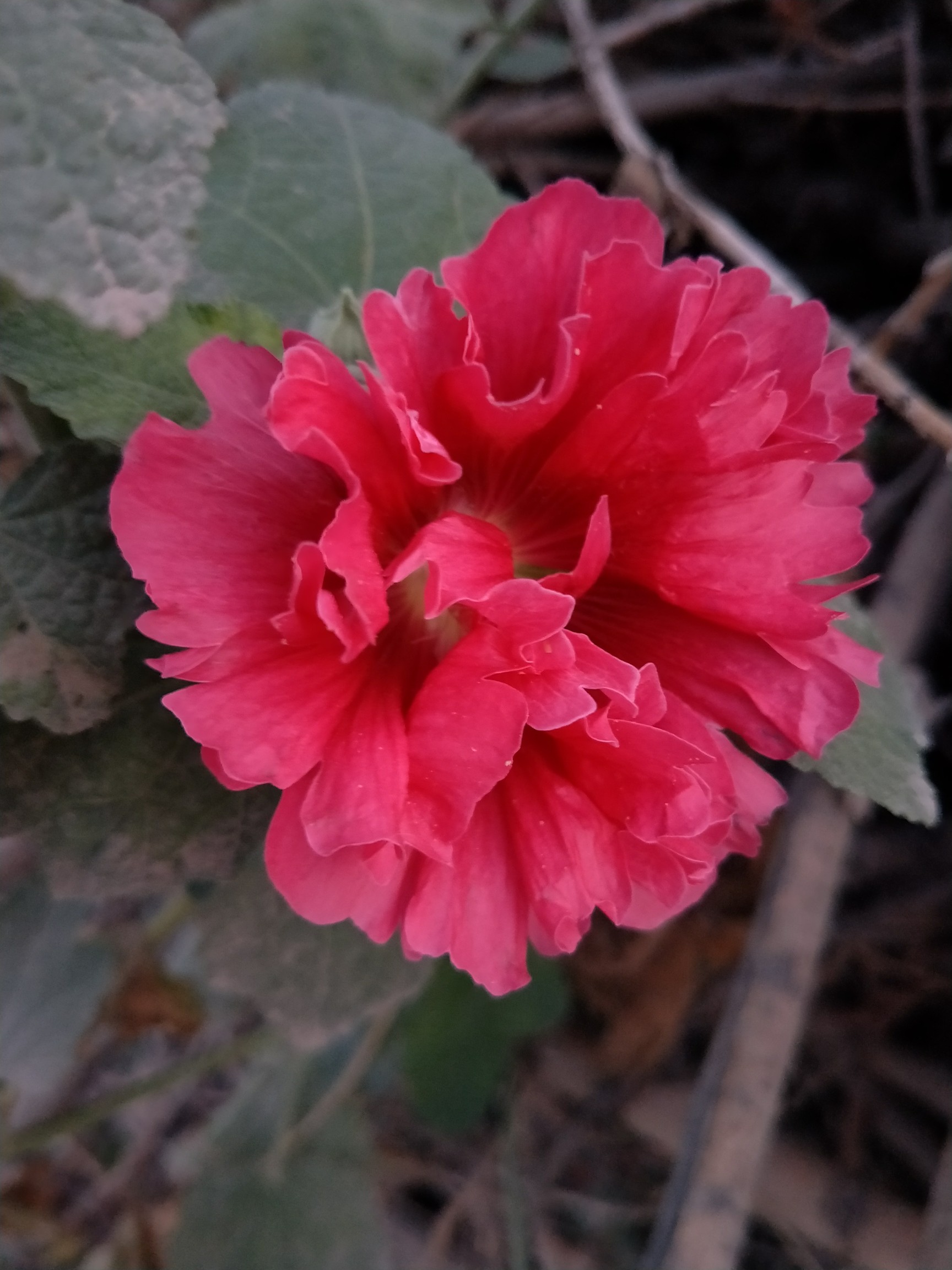 木槿花西月锦绣