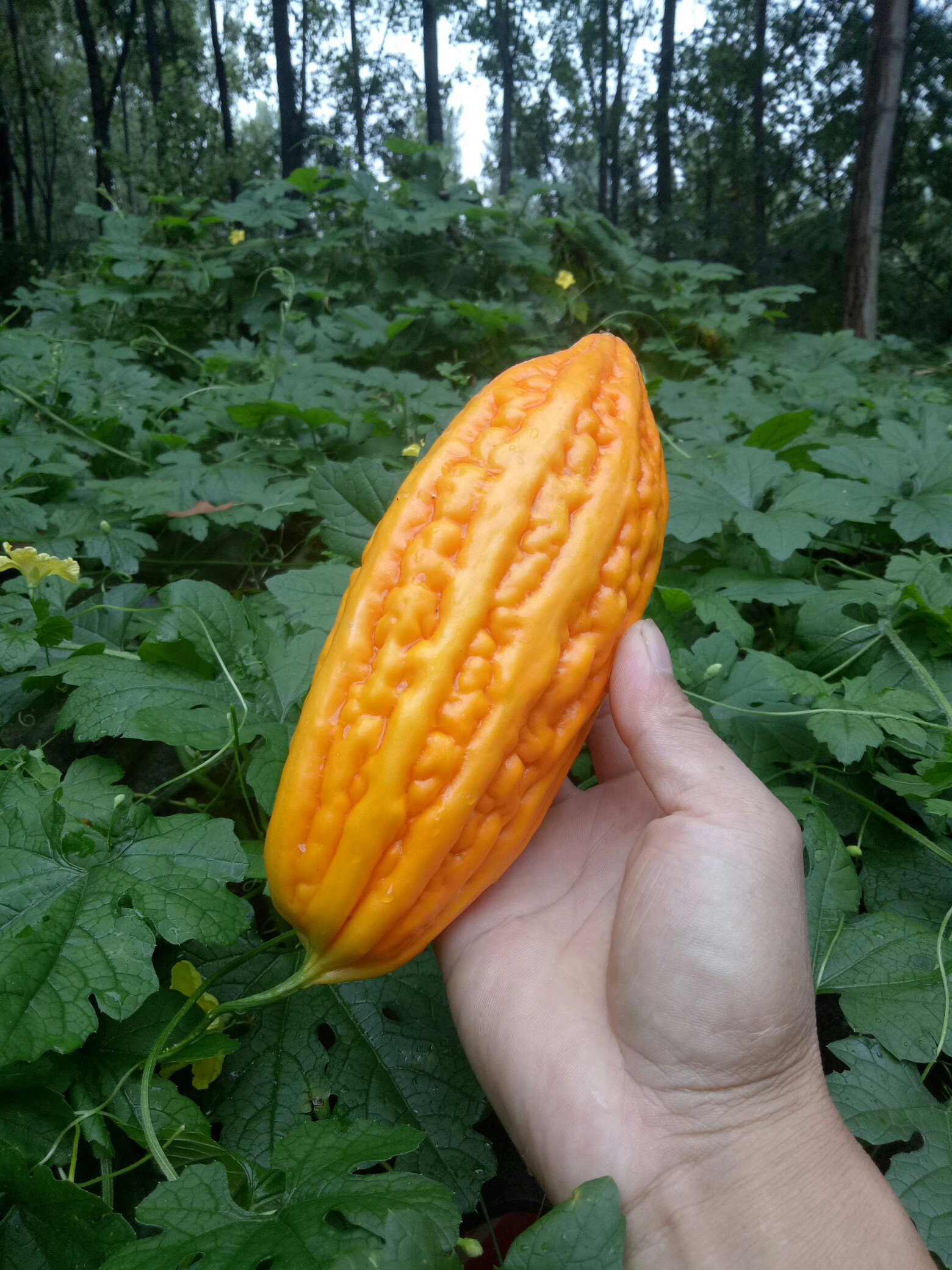 绿萝藤帐嵌黄花低首云床躺金瓜 苦涩谦恭心里美