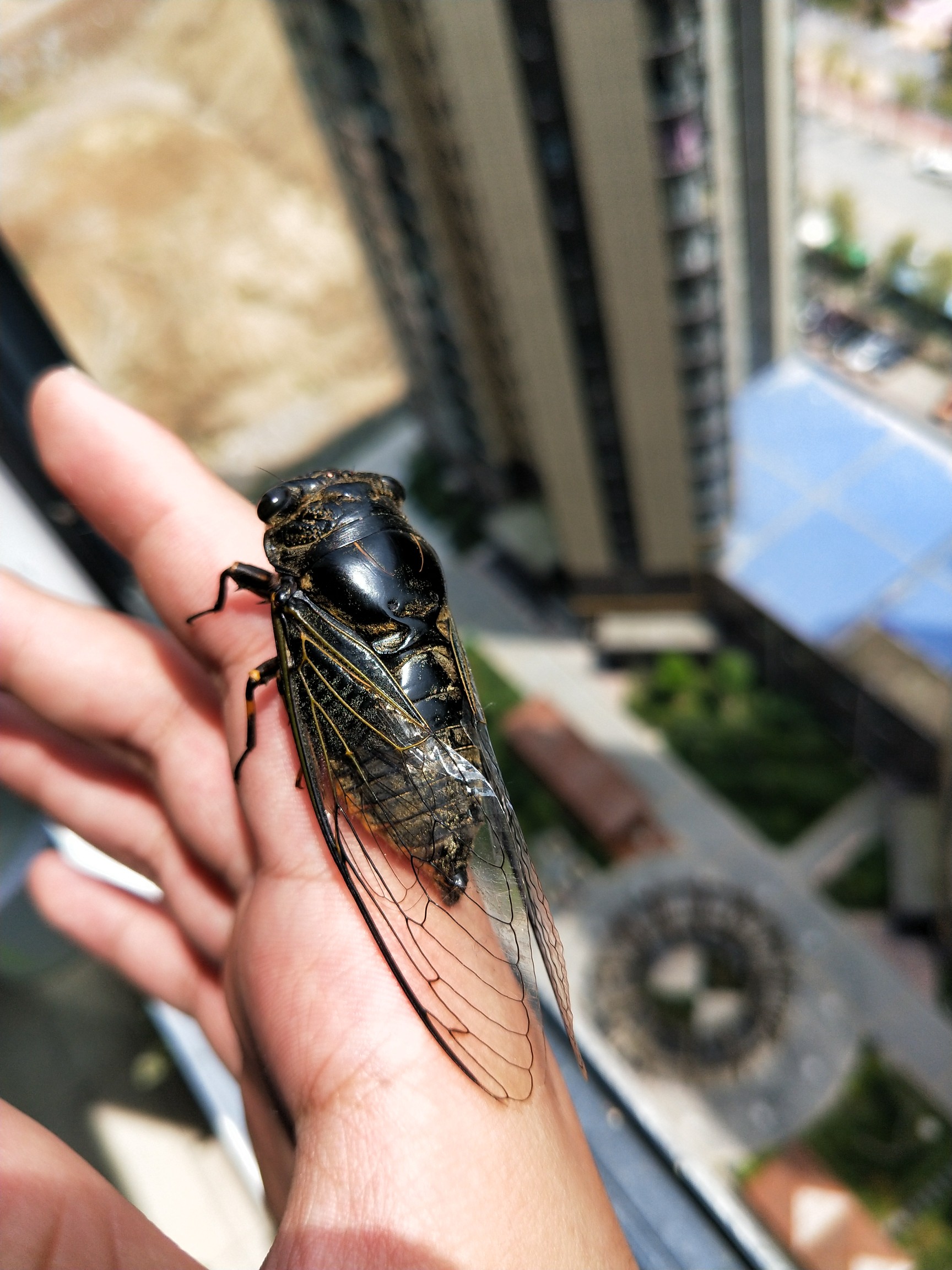 秋蝉_帖子_oppo手机官方社区