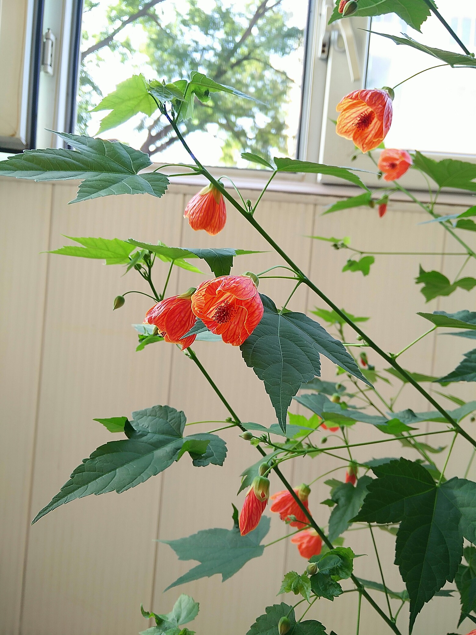 压力的极限就是:又痛哭一场,然后让一切继续