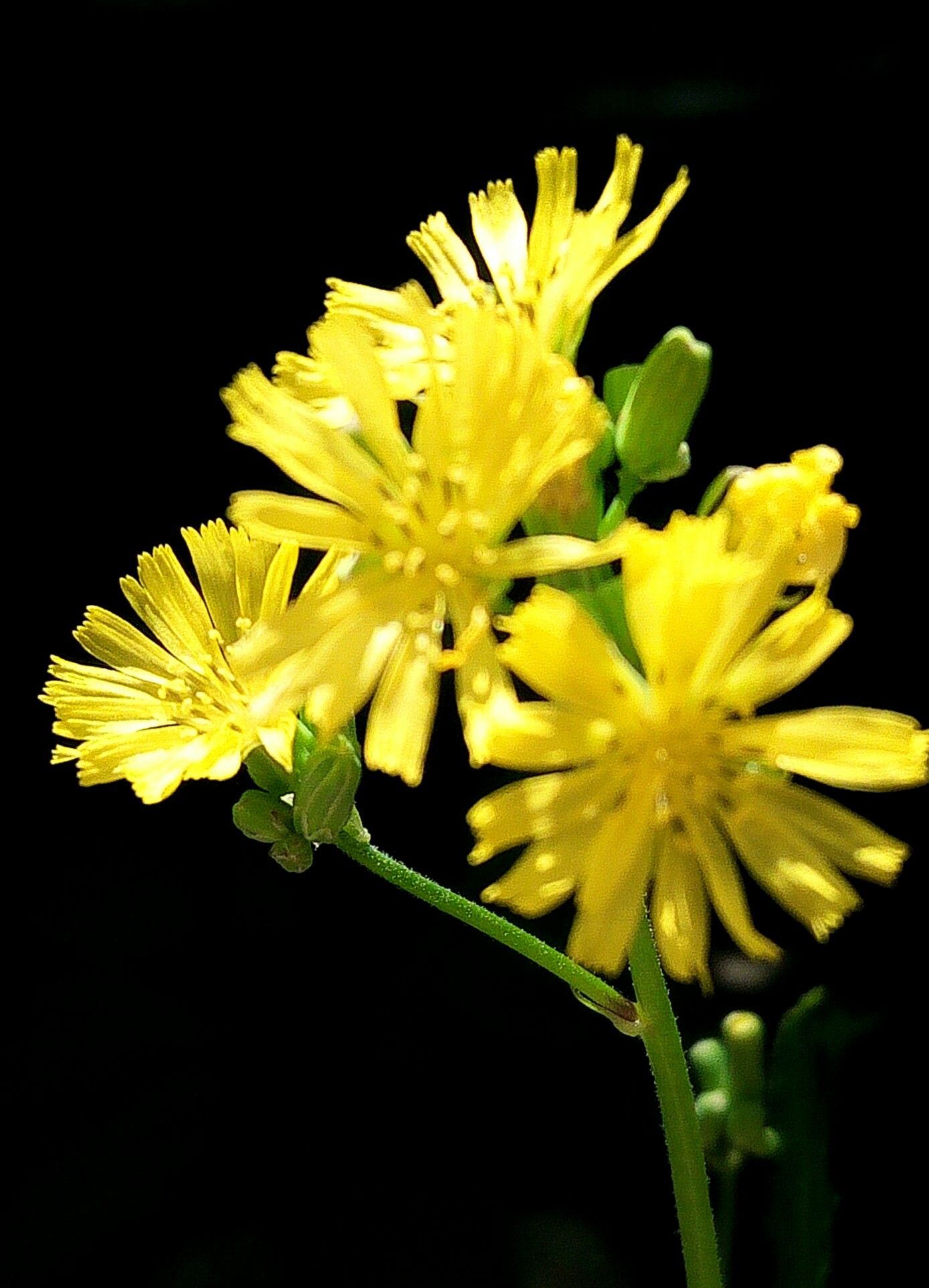 红蓝生活##春风十里不如你##植物日记#《阳光小.