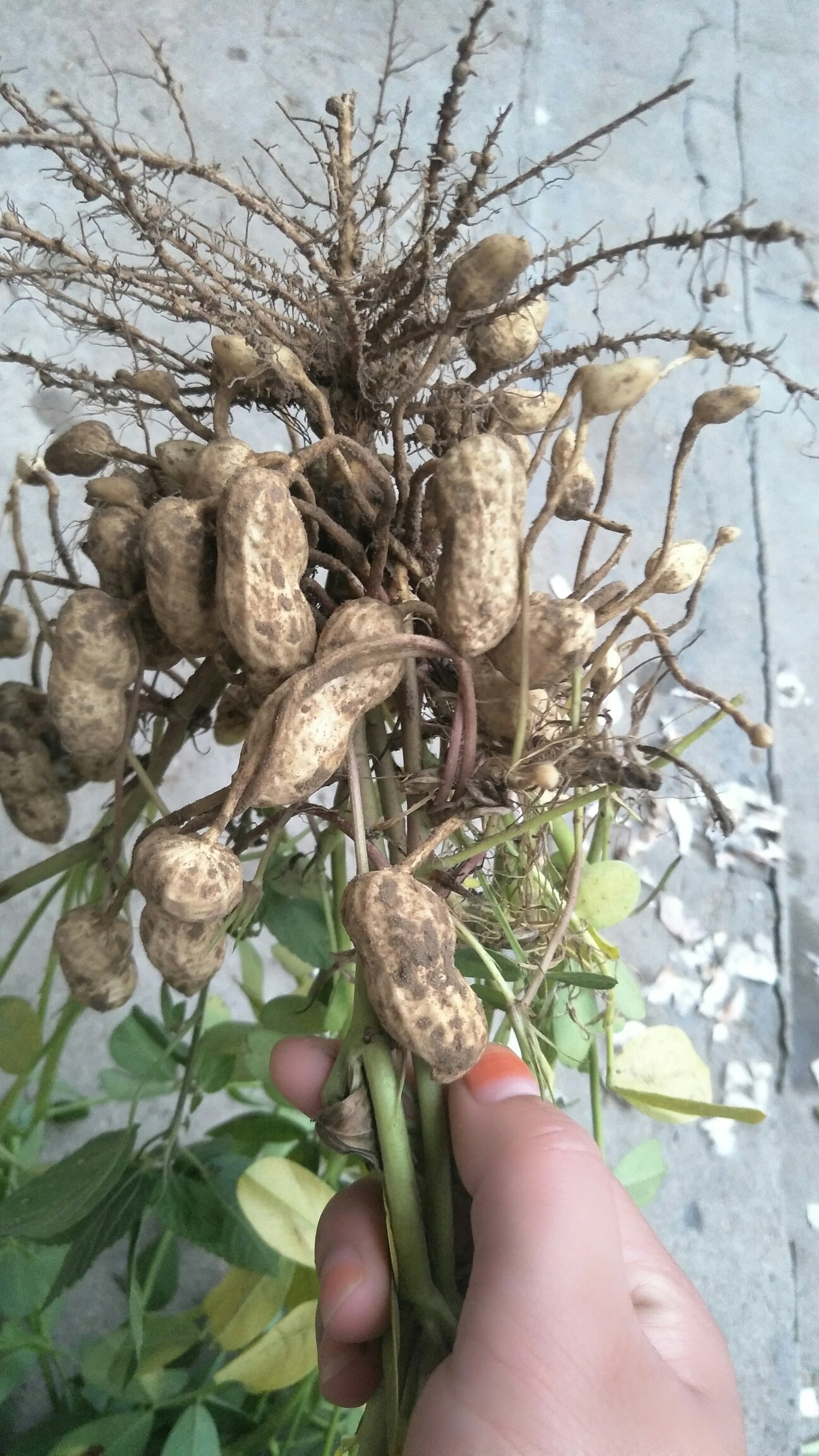 新鲜花生出炉了,一颗上还不少结果呢!