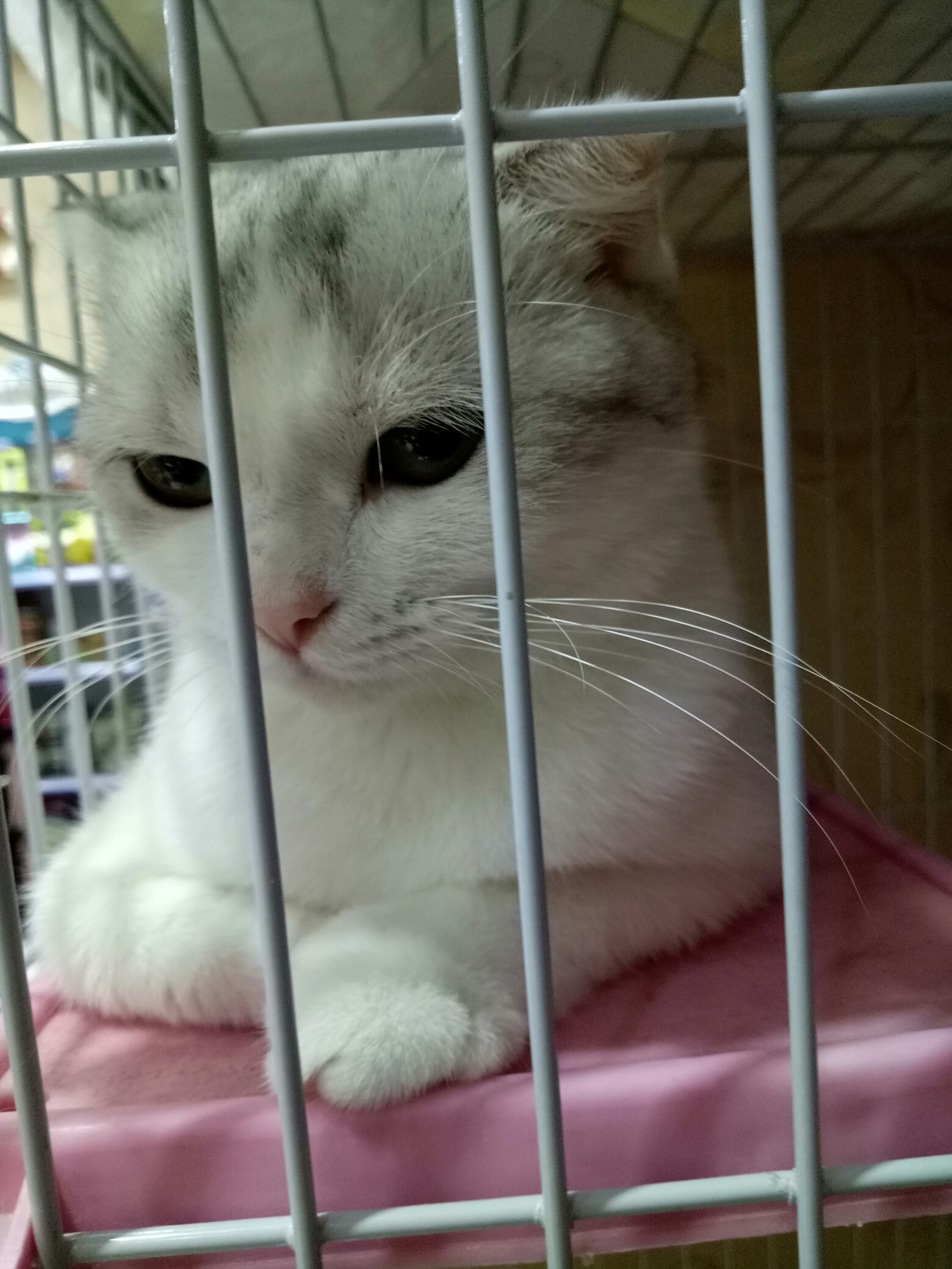  哥哥宠物店的猫猫