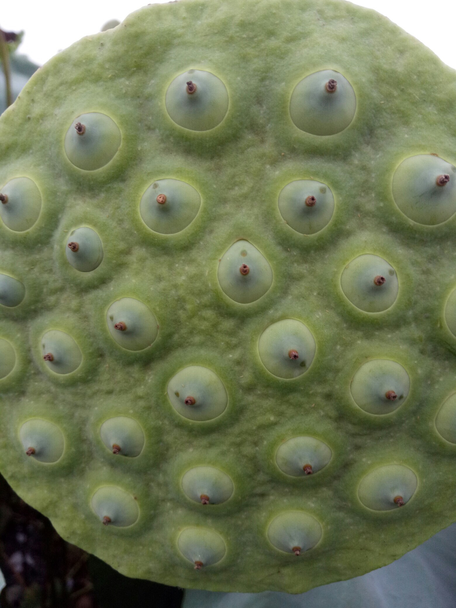 植物日记#密集恐惧症勿看