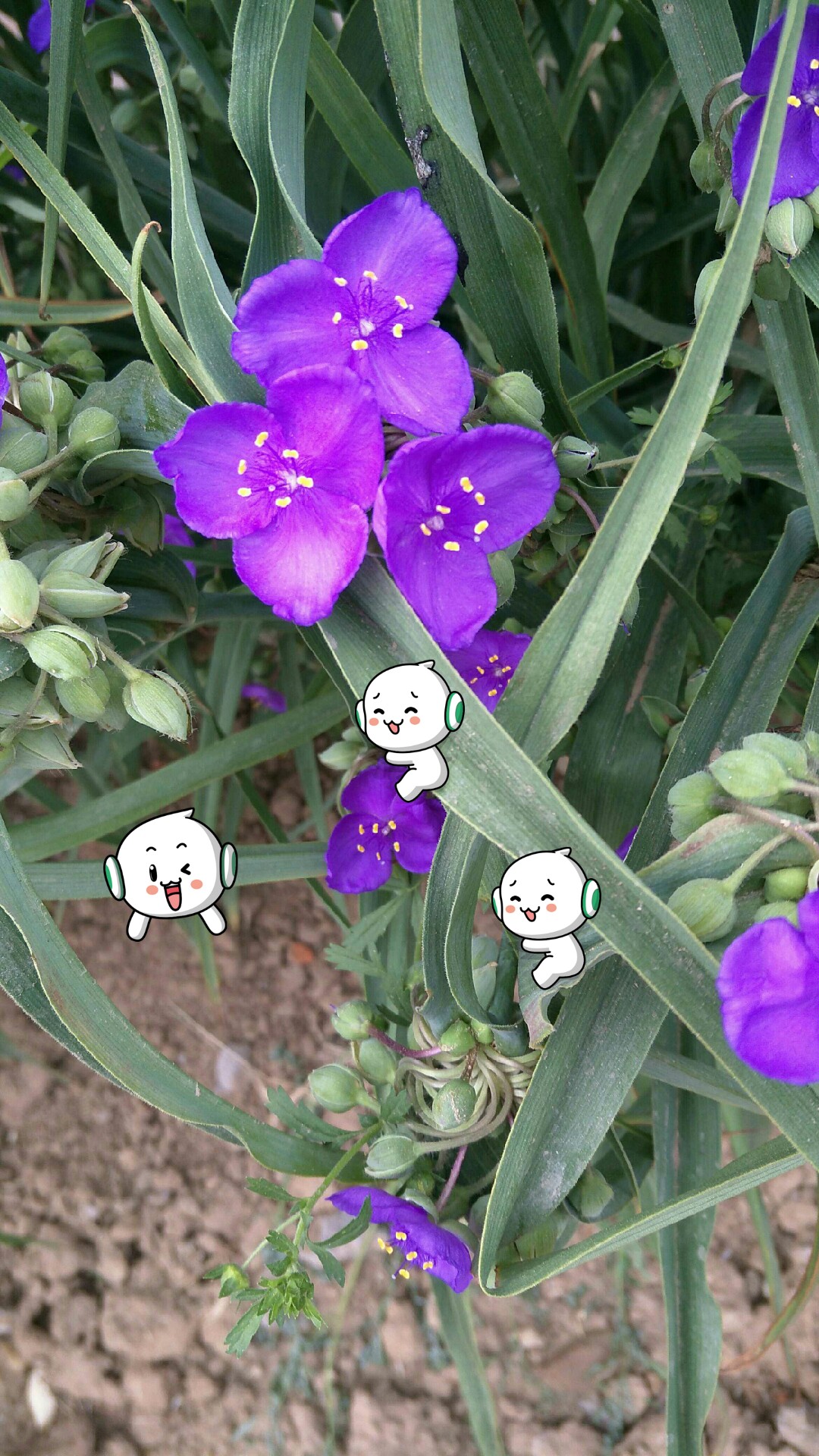 紫露绛珠草