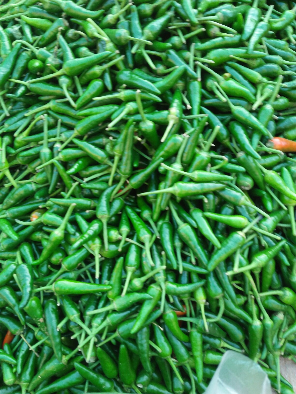 朝天椒祝福友们晚安健康快乐!