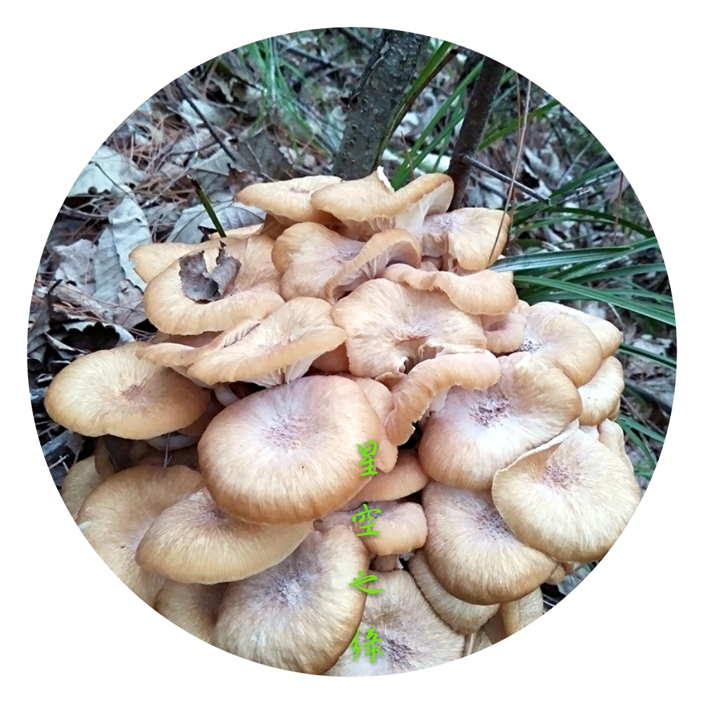 野生蘑菇