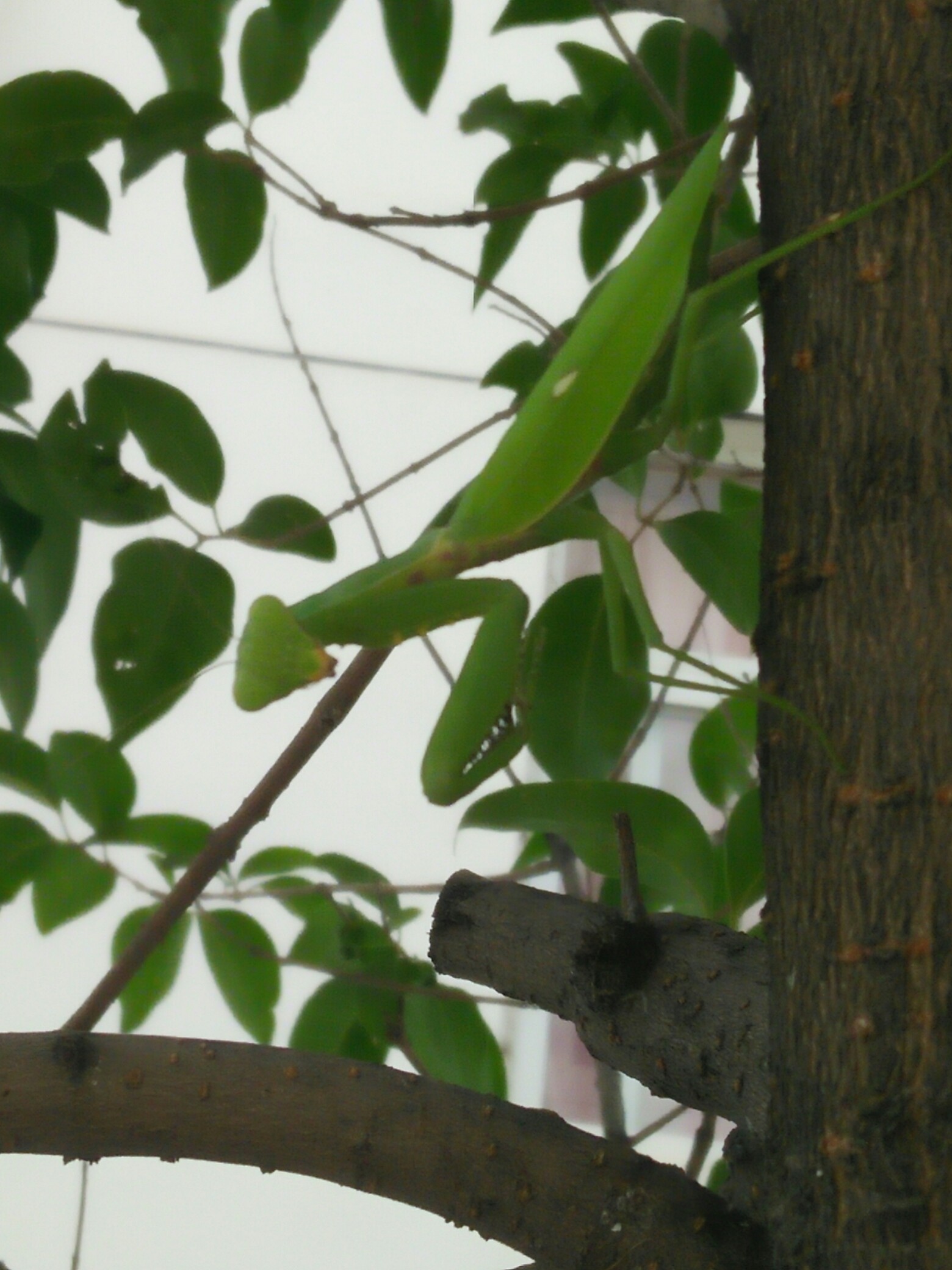 绿色的螳螂,善于伪装的扑食者!