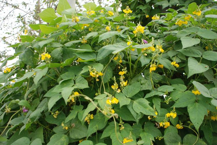 给地球拍张照#绿豆花_帖子_oppo手机官方社区