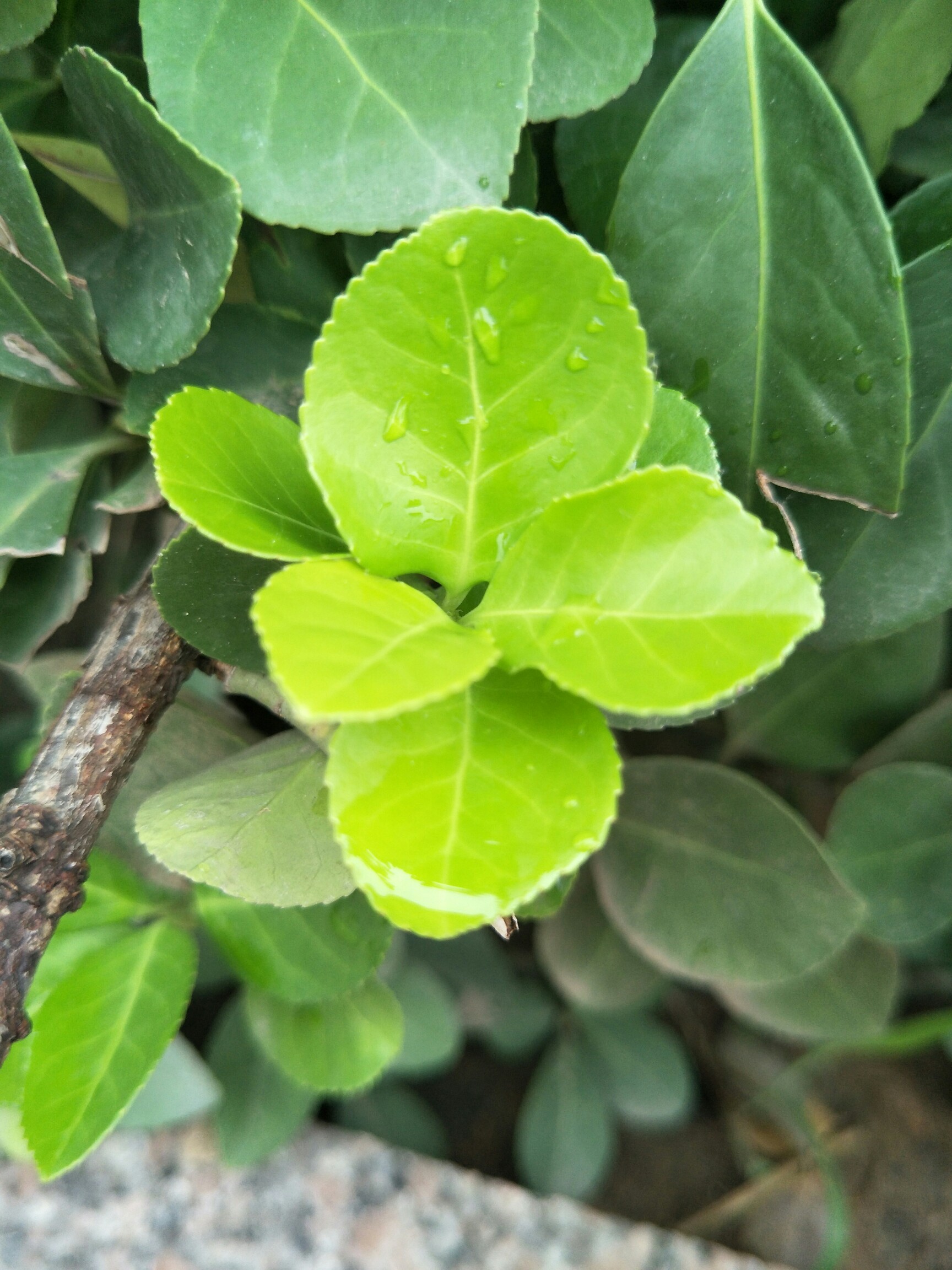 老枝新芽,雨後清新