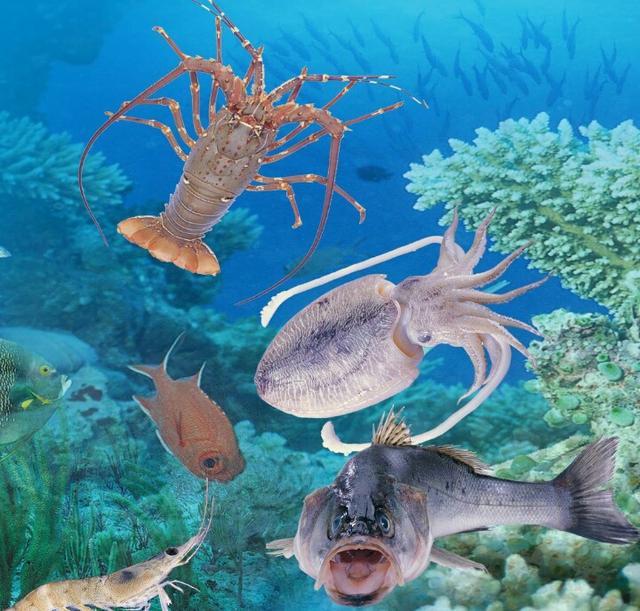 海底世界真美!动物美,自由自在平安健康快乐!