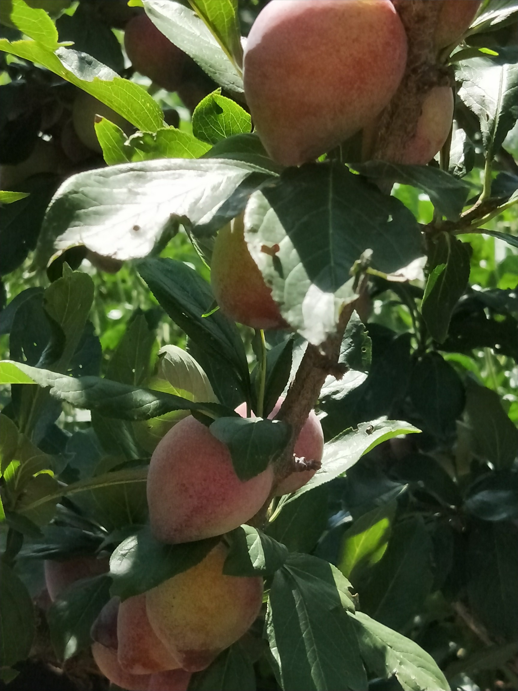 果园,明年预定桃李子