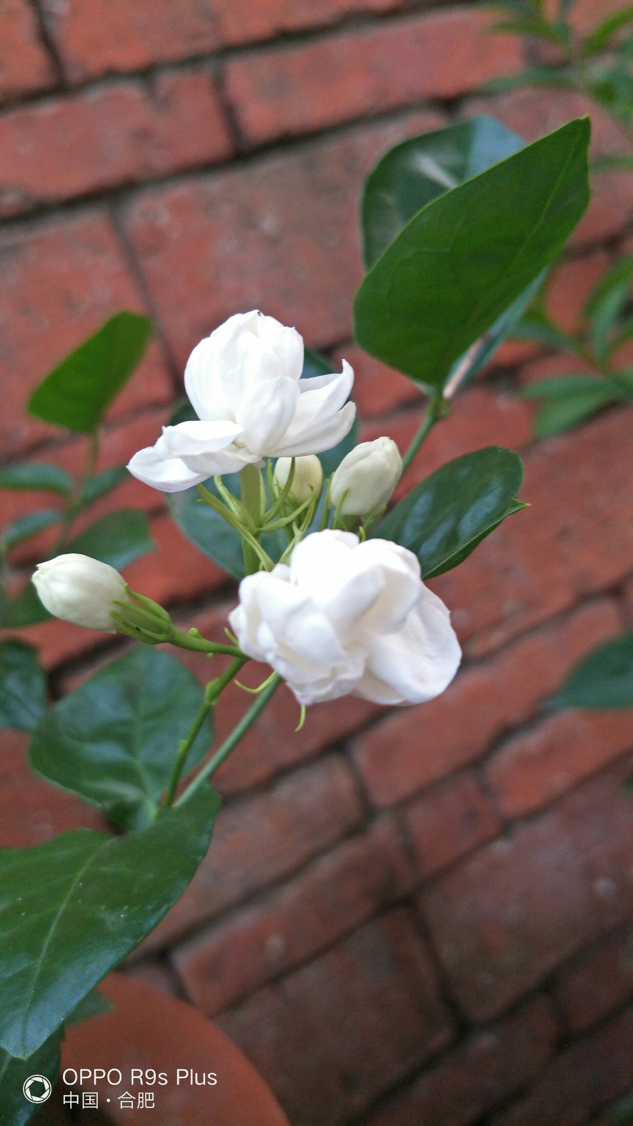 好一朵美麗的茉莉花,芬芳美麗滿枝椏,人人見了人人誇.