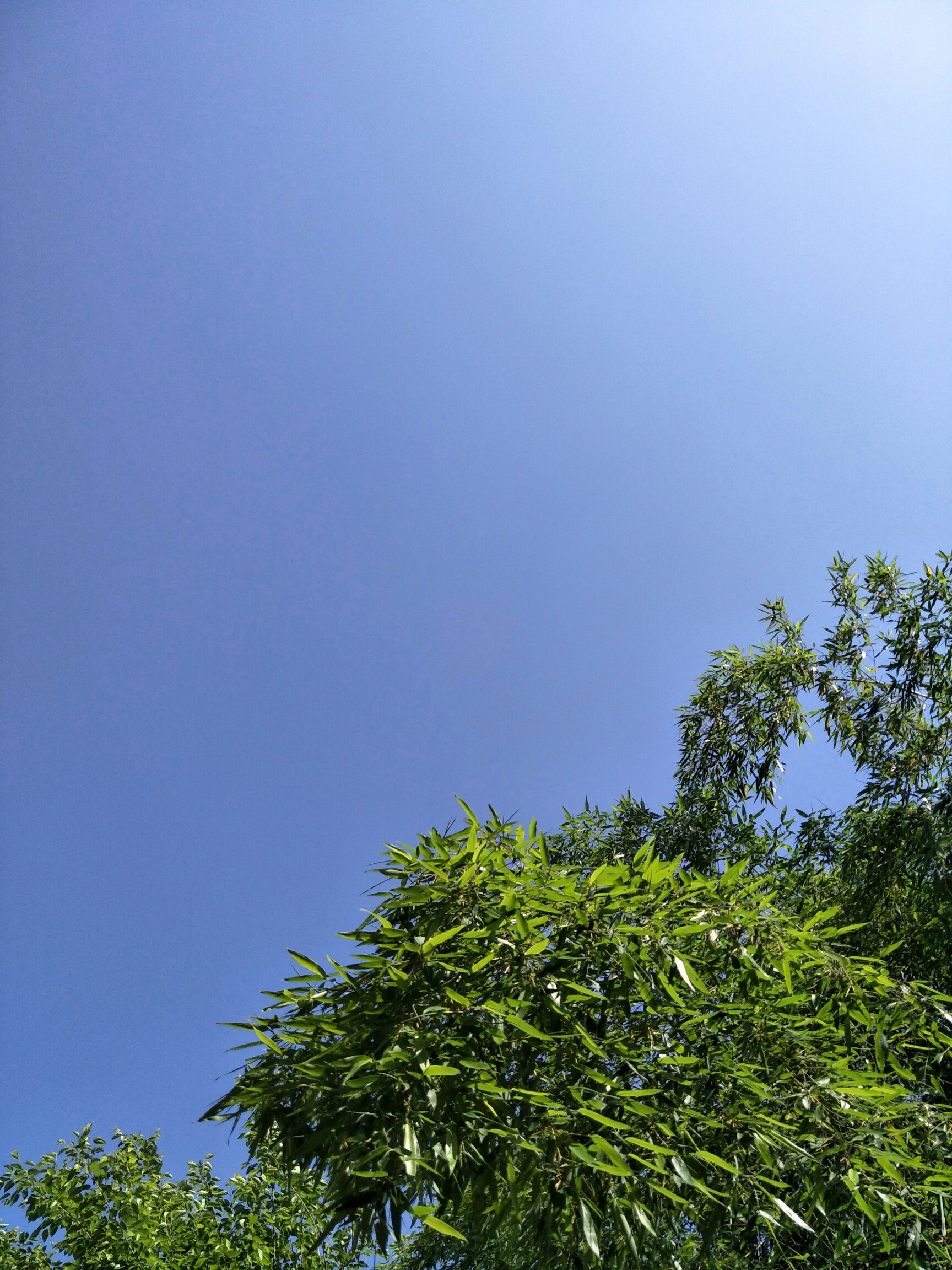 天蓝蓝_帖子_oppo手机官方社区