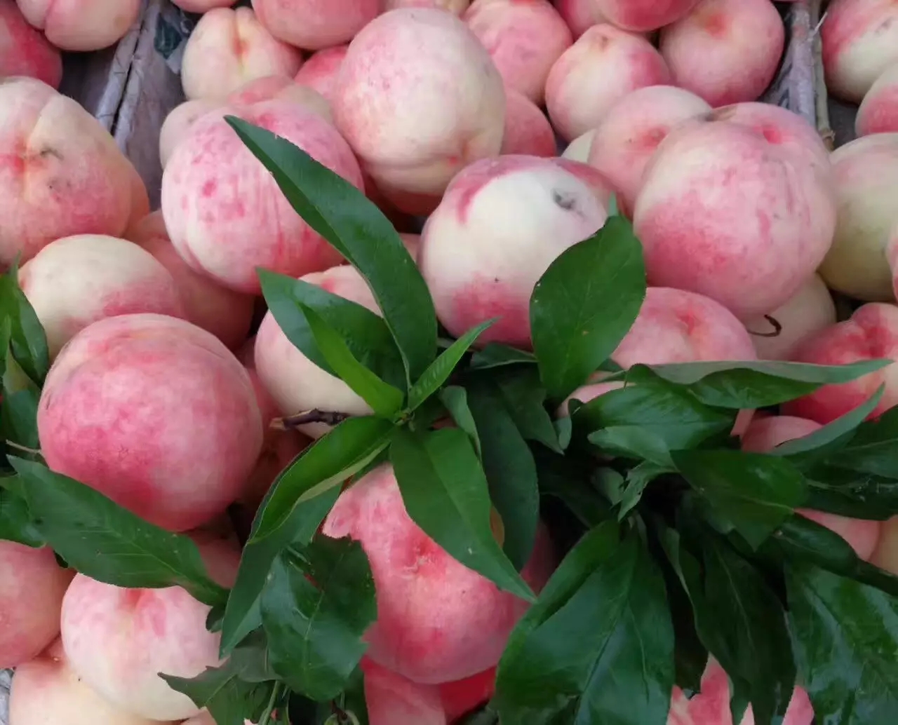 集安应季水果!集安最美,因为有你!