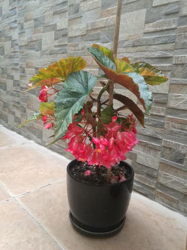  竹节海棠#植物日记