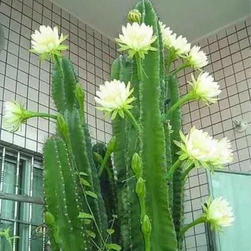 白花量天尺仙人板板柱