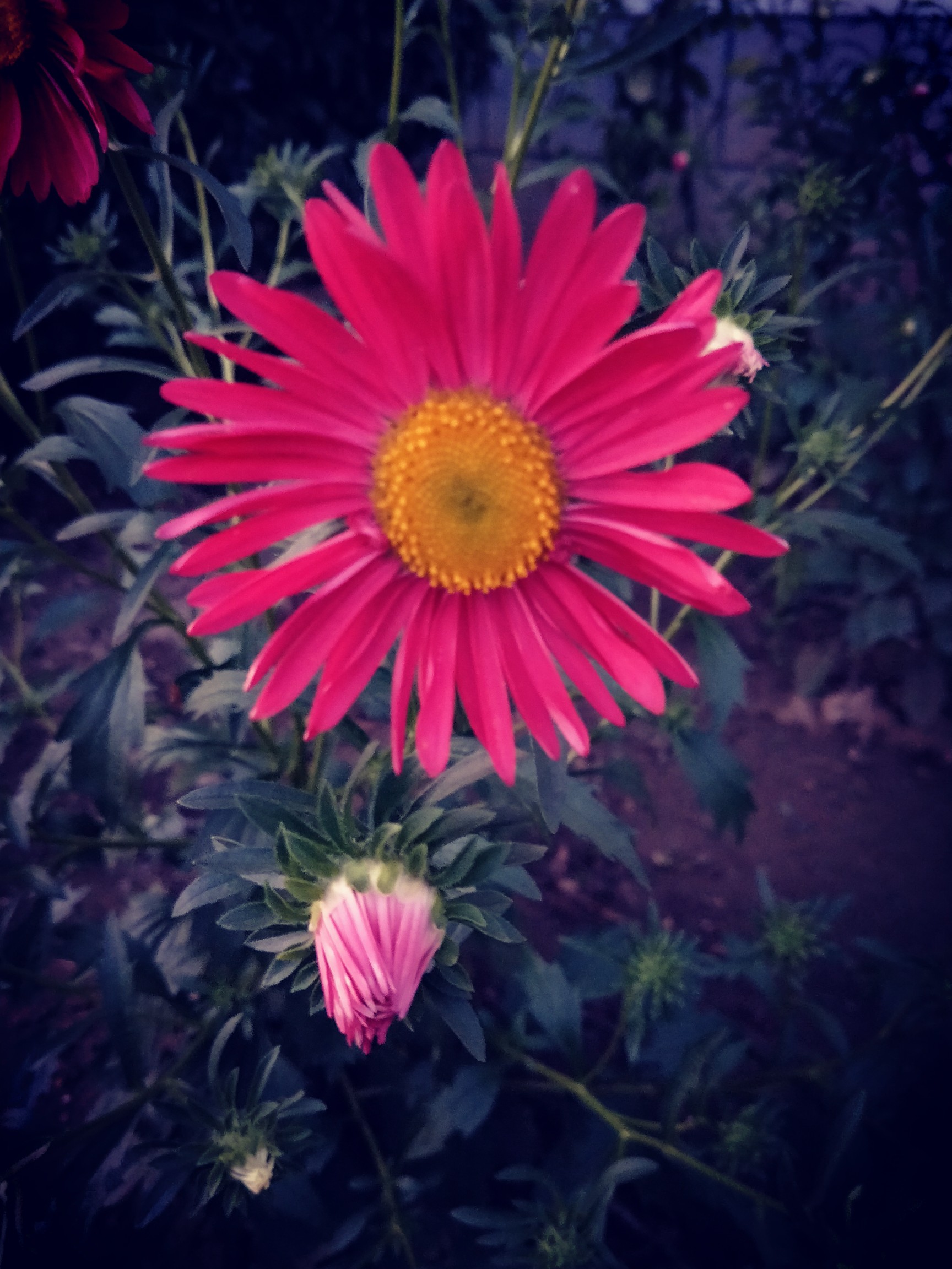 花开花落 闲看人间云卷云舒