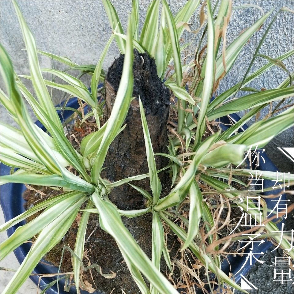 时光笔记#吊兰会在树上长吗?