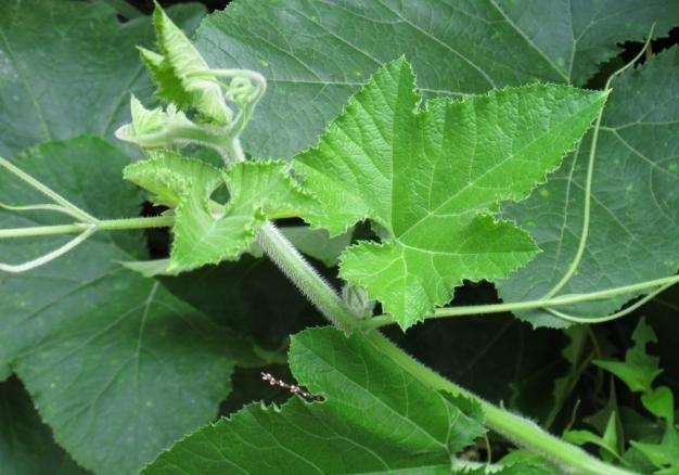 没肉吃还是吃点南瓜茎吧_帖子_oppo手机官方社区