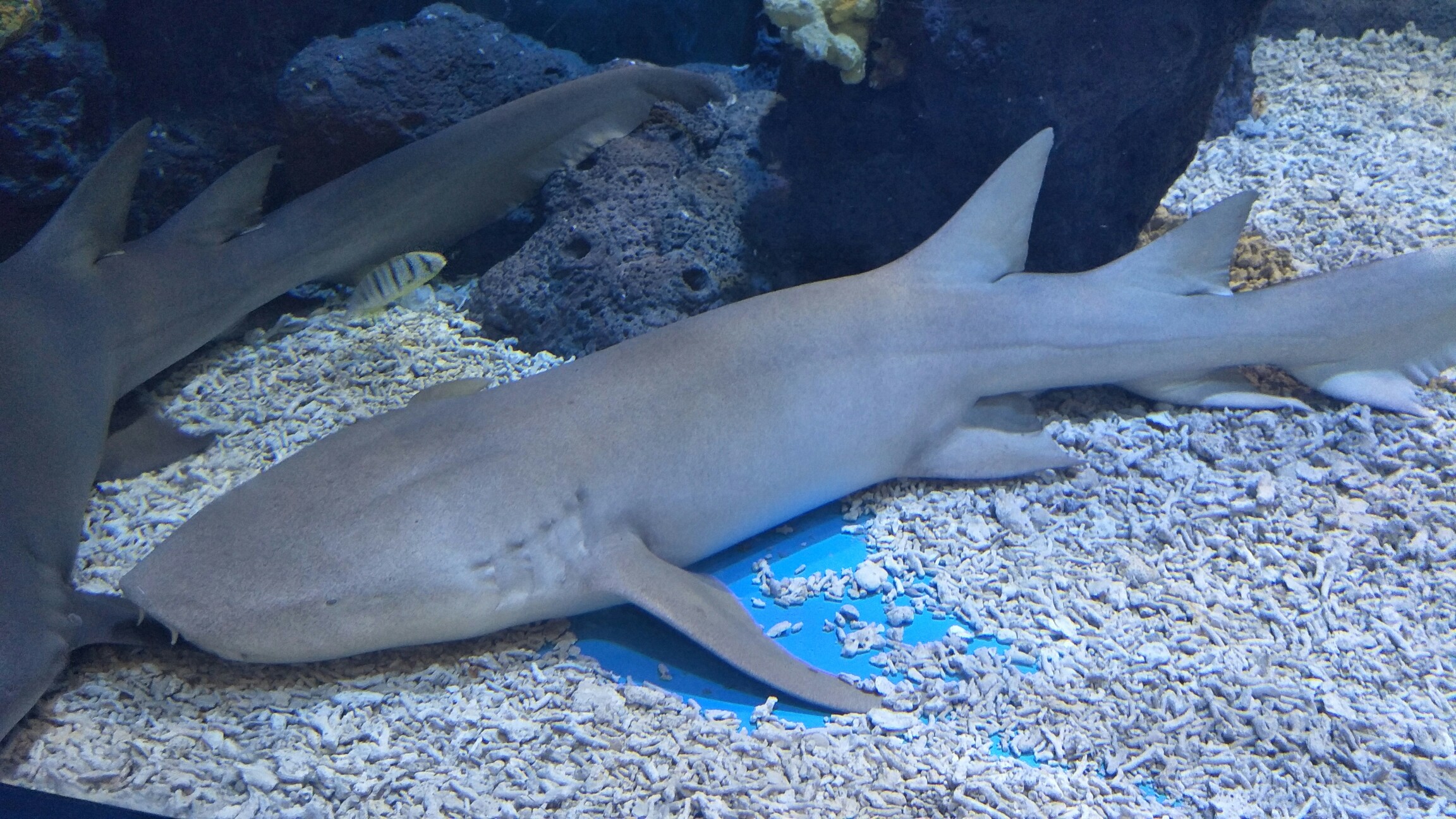 用手机记录生活#护士鲨