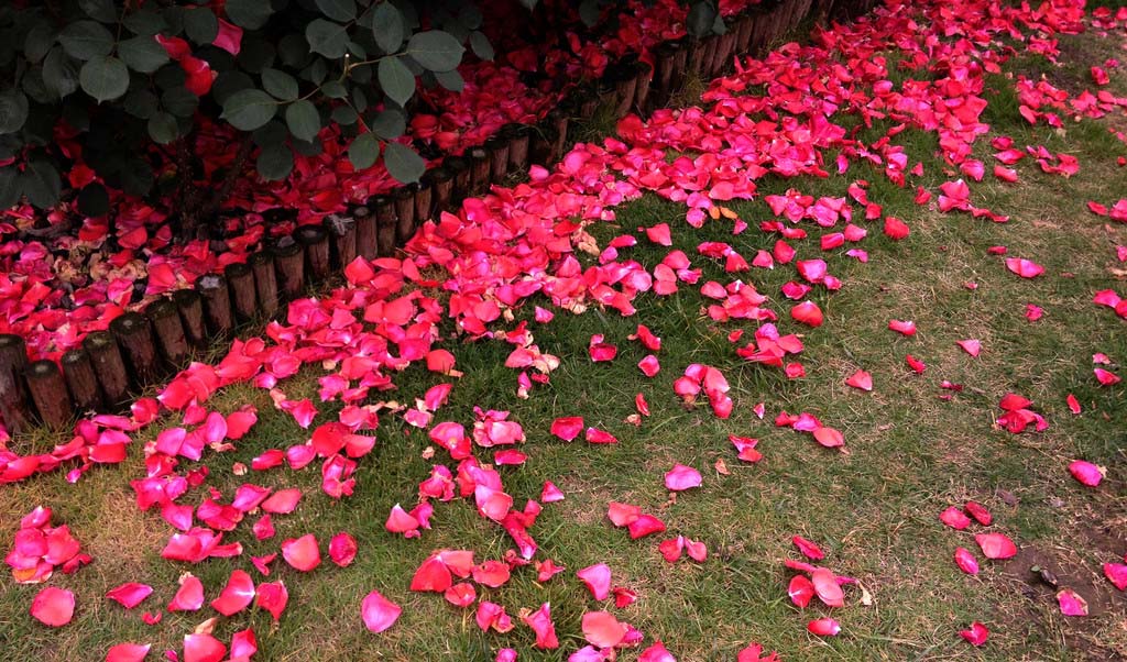 花谢花飞飞满天,红消香断有谁怜!有点凄凉的感觉呢?