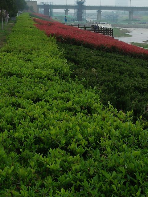 玉环风景#植物日记