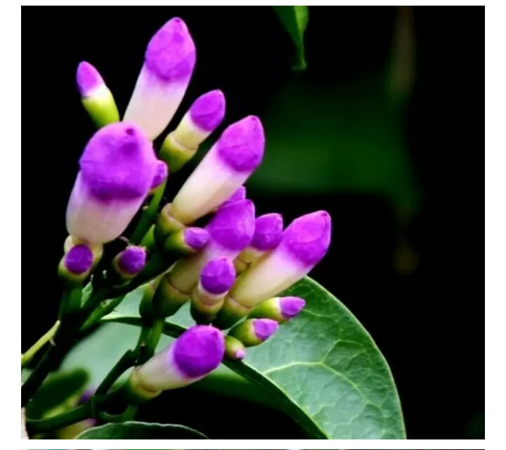 网图欣赏蒜香藤花一