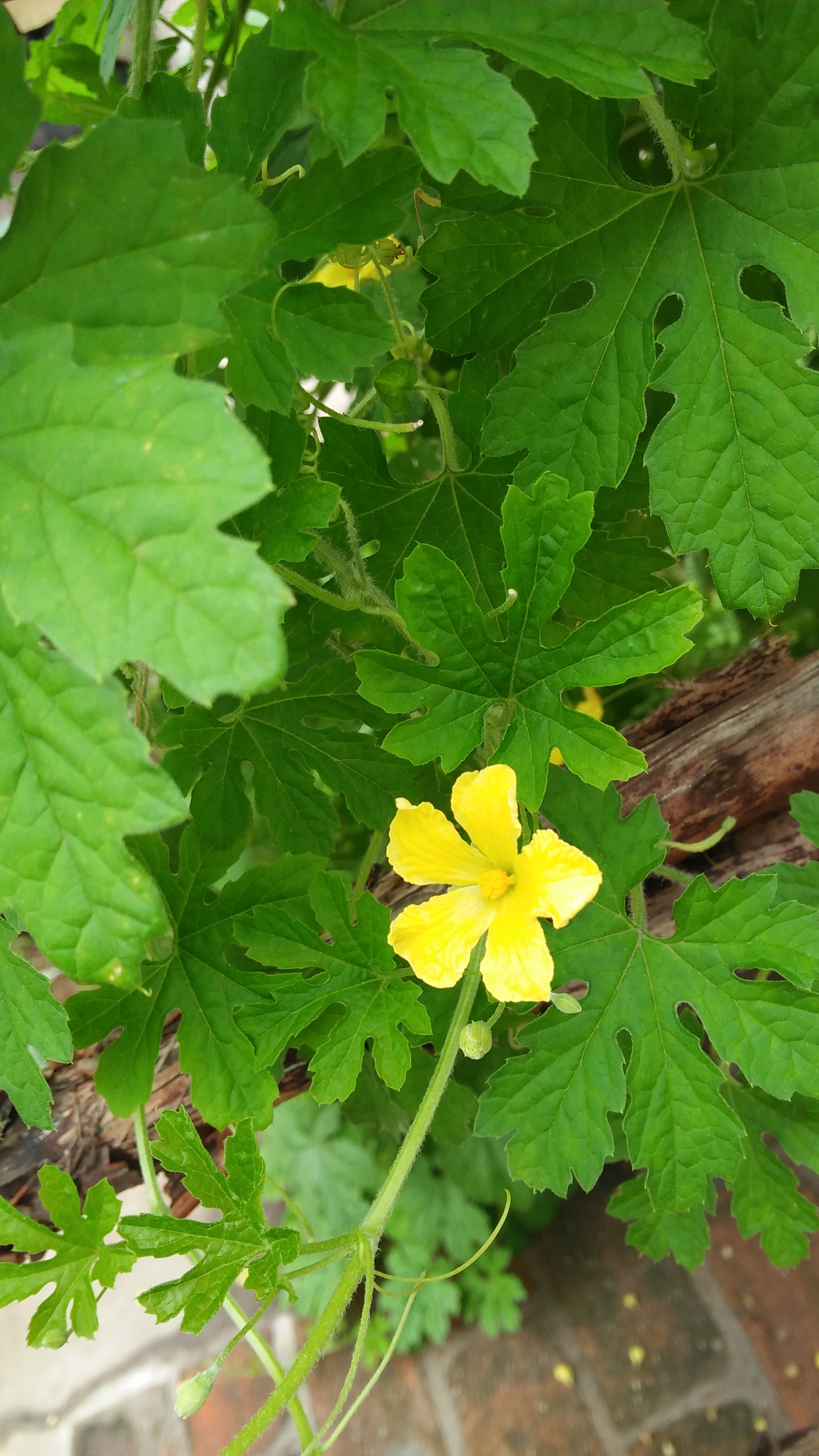 苦瓜花_帖子_oppo手机官方社区