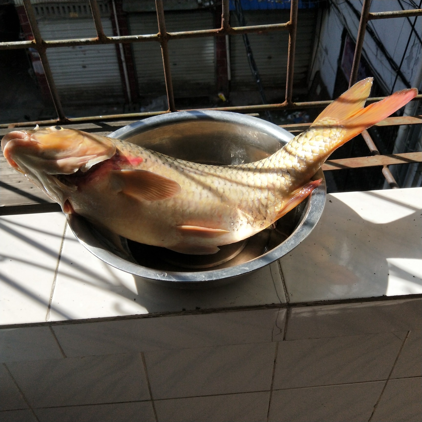 垂钓～河里纯野生鲤鱼,5斤多